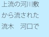 【無料】上流の河川敷から流された流木 河口でとある旅人に拾われて