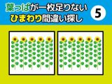 葉っぱが一枚足りないひまわり間違い探し（5）